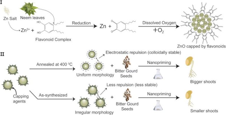 Annealing-induced optimization of green-synthesized ZnO nanoparticles for improved nanopriming in sustainable agriculture
